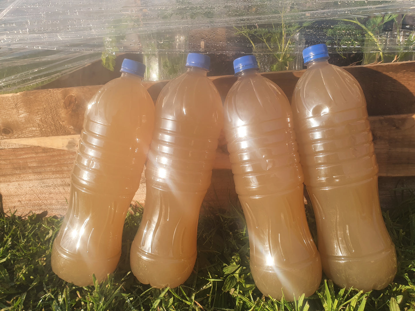 🌿Garden Nymph - Seaweed Growth Tea Plant Booster !!SHIPPED NZ ONLY!!