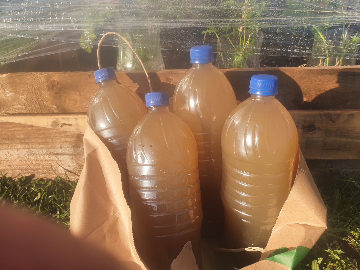 🌿Garden Nymph - Seaweed Growth Tea Plant Booster !!SHIPPED NZ ONLY!!