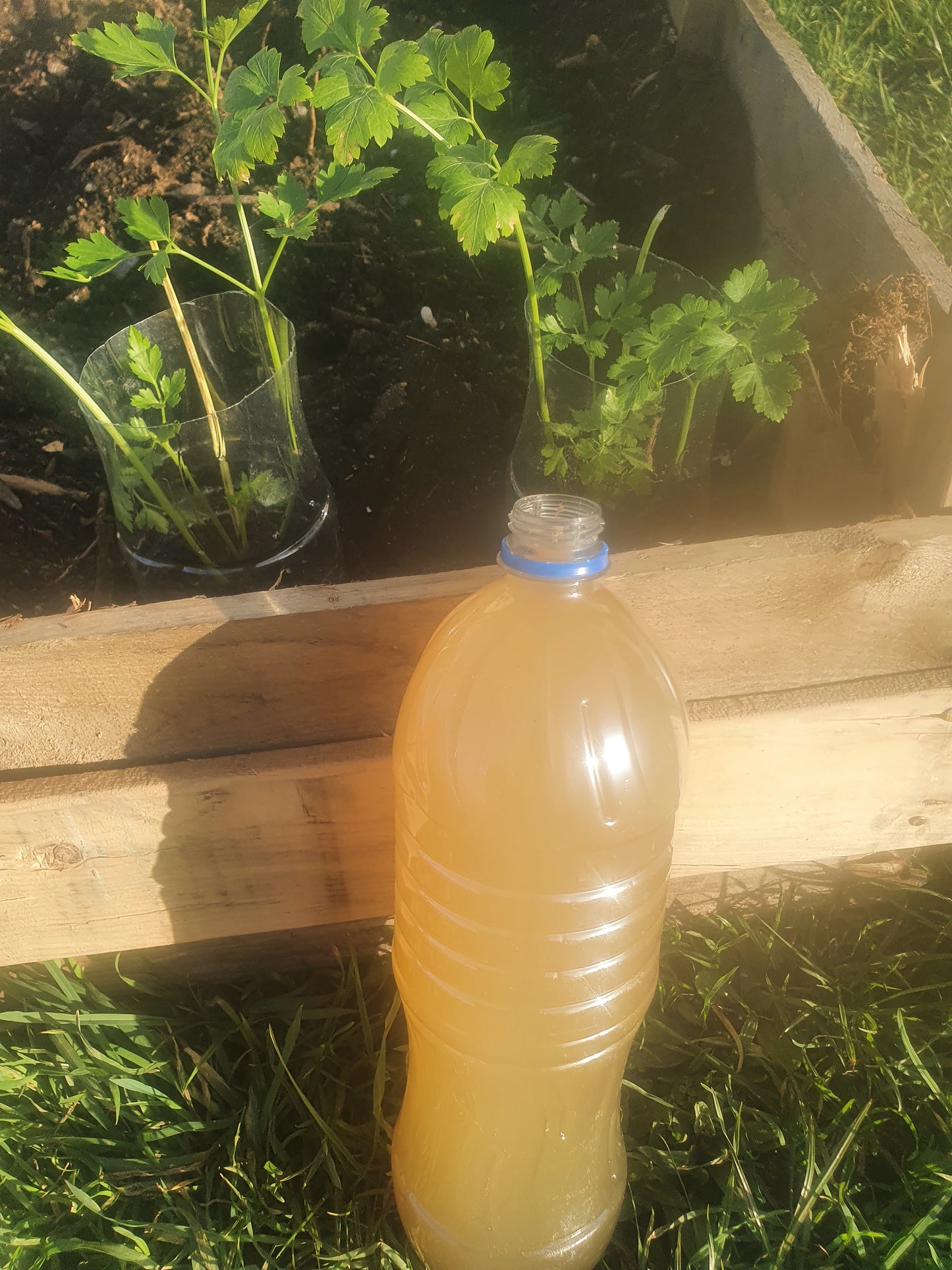 🌿Garden Nymph - Seaweed Growth Tea Plant Booster !!SHIPPED NZ ONLY!!